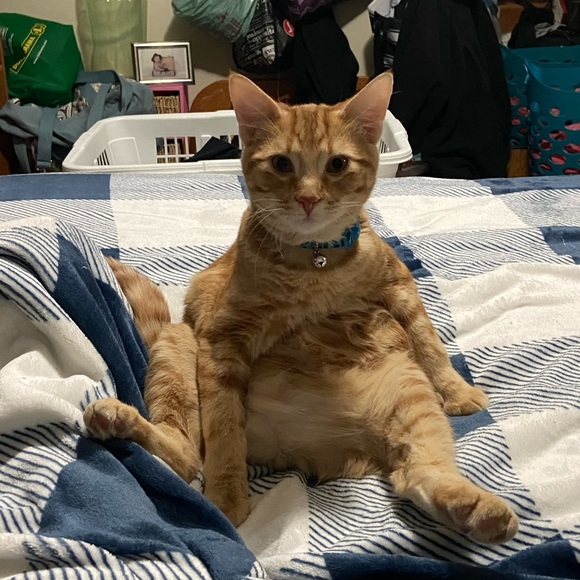 Meet your Posher, Lisa - Picture 1 of 1